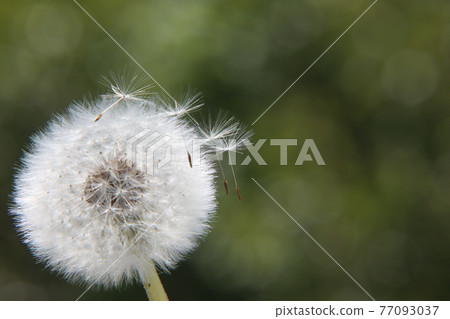 蒲公英的絨毛 蒲公英的絨毛 77093037