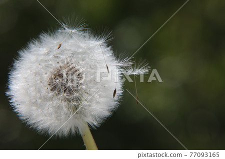 Dandelion's fluff 77093165