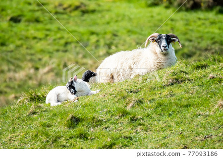 A blackface sheep family in a field in County Donegal - Ireland 77093186