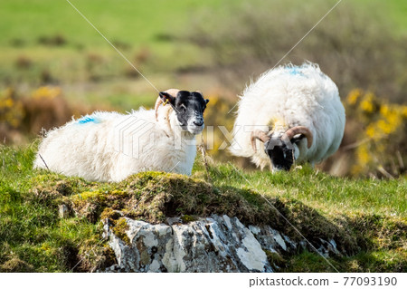 A blackface sheep family in a field in County Donegal - Ireland A blackface sheep family in a field in County Donegal - Ireland 77093190