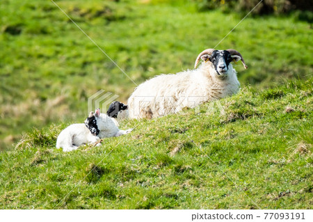 A blackface sheep family in a field in County Donegal - Ireland A blackface sheep family in a field in County Donegal - Ireland 77093191