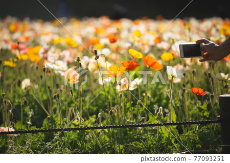 Flowers (poppies) taken with a smartphone 77093251