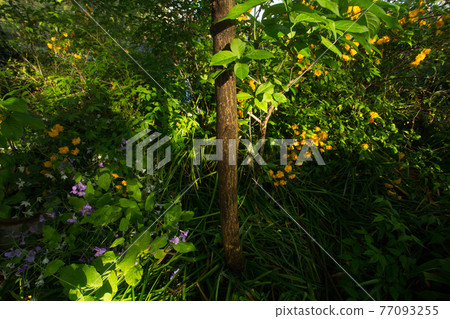 太陽照進森林深處的場景 77093255