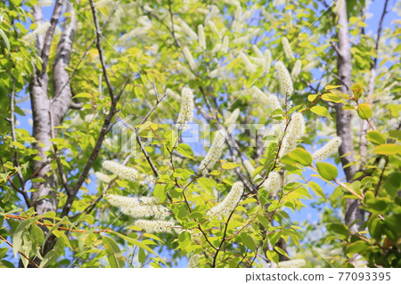 Uwamizuzakura flowers 77093395