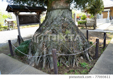 埼玉縣本莊市兒玉町，如能在天上飛的龍 77093611