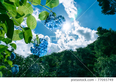 Photographed hydrangea at Yoshiminedera Temple, Nishikyo-ku, Kyoto Photographed hydrangea at Yoshiminedera Temple, Nishikyo-ku, Kyoto 77093749