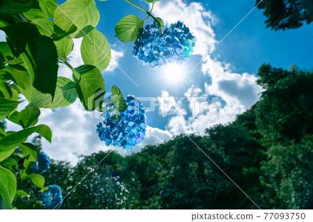 Photographed hydrangea at Yoshiminedera Temple, Nishikyo-ku, Kyoto Photographed hydrangea at Yoshiminedera Temple, Nishikyo-ku, Kyoto 77093750