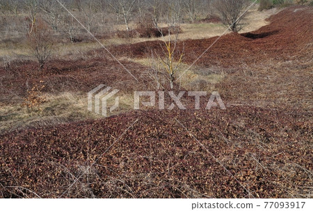 Winter rug 77093917