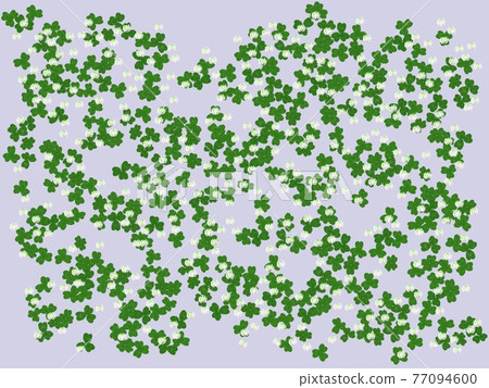 開花的三葉草 77094600