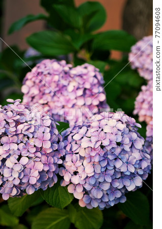繡球花盛開的春天結束 77094608