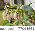 Blueberry flowering 77094661