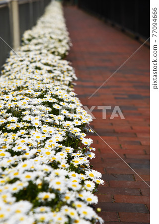 A lot of white marguerites are in full bloom A lot of white marguerites are in full bloom 77094666