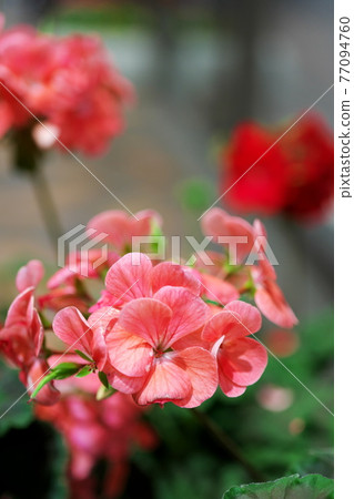Pink pansy 77094760