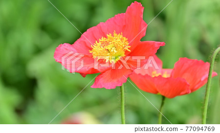 Iceland poppy swaying in the spring breeze Iceland poppy swaying in the spring breeze 77094769