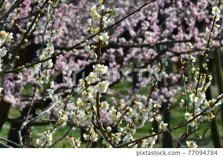 ≪茨城縣≫ 偕樂園的梅花盛開 ≪茨城縣≫ 偕樂園的梅花盛開 77094784