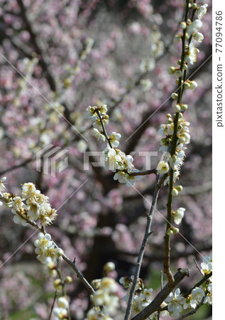 ≪茨城縣≫ 偕樂園的梅花盛開 ≪茨城縣≫ 偕樂園的梅花盛開 77094786