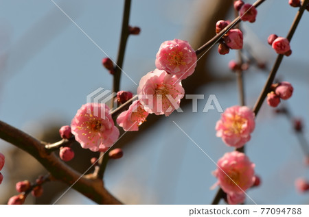 ≪茨城縣≫ 偕樂園的梅花盛開 77094788