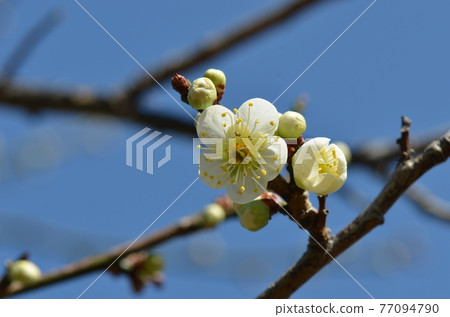 ≪Ibaraki Prefecture≫ Plum blossoms blooming in Kairakuen ≪Ibaraki Prefecture≫ Plum blossoms blooming in Kairakuen 77094790
