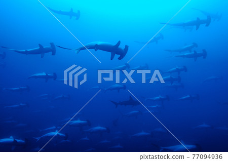 Hammerhead Shark 77094936