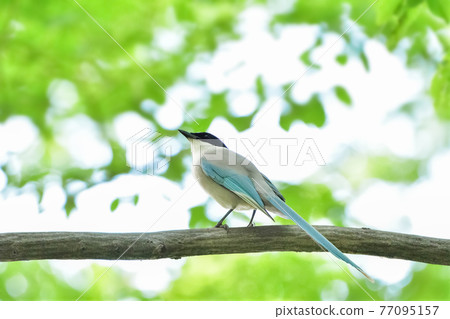 奧納加 奧納加 77095157