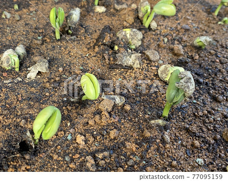 毛豆的發芽 毛豆的發芽 77095159