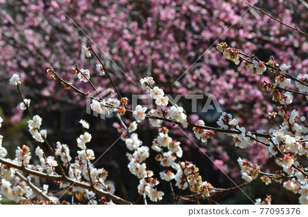 ≪茨城縣≫ 偕樂園的梅花盛開 ≪茨城縣≫ 偕樂園的梅花盛開 77095376