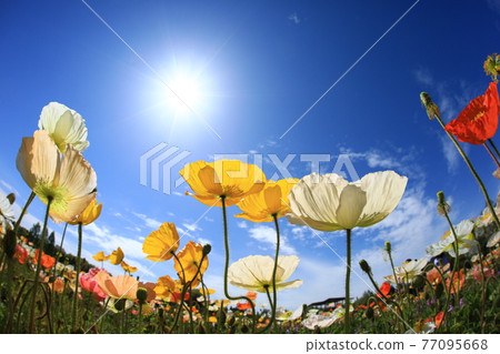 Iceland Poppy 9298 77095668