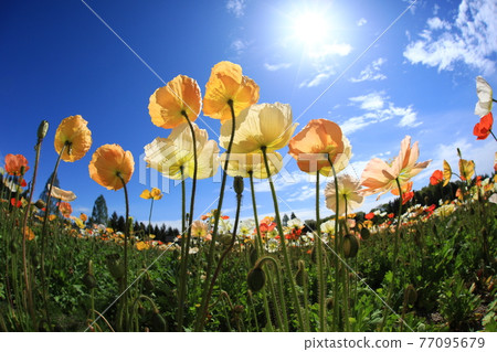 Iceland Poppy 9323 Iceland Poppy 9323 77095679