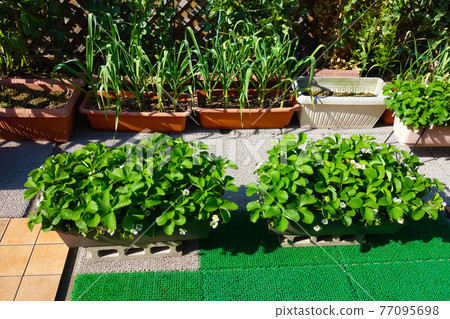 廚房花園春屋頂陽台花盆種植草莓大蒜 77095698
