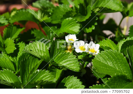Spring home garden planter cultivation strawberry flowers up Spring home garden planter cultivation strawberry flowers up 77095702
