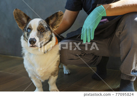 Adorable cardigan welsh corgi dog two color eyes short-leg sitting on the floor with owner 77095824