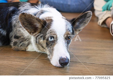 Adorable cardigan welsh corgi dog two color eyes short-leg lying down on the floor Adorable cardigan welsh corgi dog two color eyes short-leg lying down on the floor 77095825