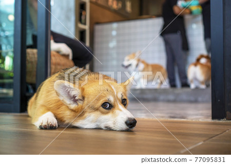 Adorable pembroke welsh corgi dog short-leg lying down resting on the floor Adorable pembroke welsh corgi dog short-leg lying down resting on the floor 77095831