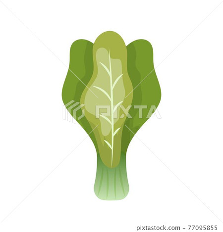 Comic cartoon vector of cabbage isolated on white background Comic cartoon vector of cabbage isolated on white background 77095855