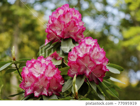 Rhododendron with red border on white 77095919