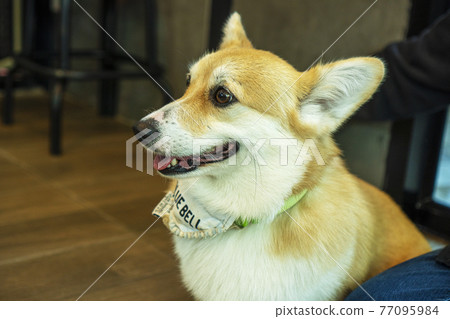 Adorable brown welsh corgi sitting on wood floor while learning something and looking owner at home. 77095984