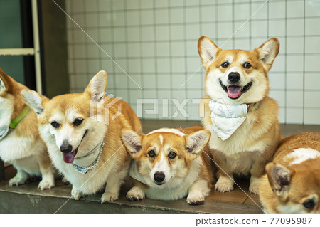 Group adorable pembroke welsh corgi puppy looking at owner while sitting together at home.  77095987