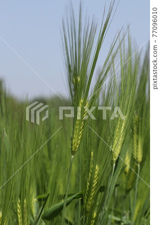 大麥的耳朵 77096010