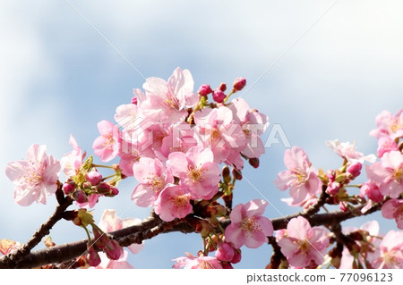 #春天的樹花、櫻花、河津櫻：櫻花樹：穗谷川 77096123