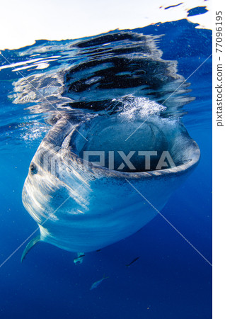 鯨鯊 鯨鯊 77096195