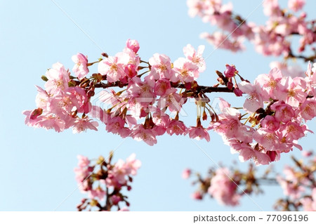 #春天的樹花、櫻花、河津櫻:櫻花樹:穗谷川 #春天的樹花、櫻花、河津櫻:櫻花樹:穗谷川 77096196