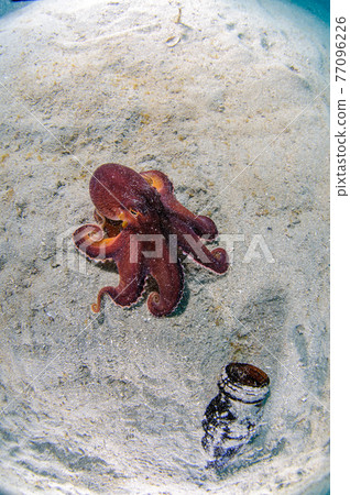 Amphioctopus 77096226