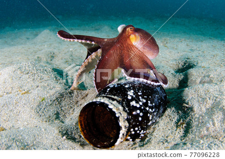 Amphioctopus 77096228