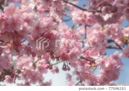 #春天的樹花、櫻花、河津櫻：櫻花樹：穗谷川 77096281