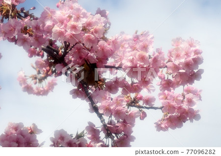 #春天的樹花、櫻花、河津櫻：櫻花樹：穗谷川 77096282