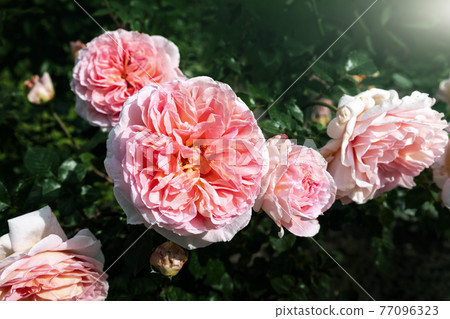 Beautiful close-up detail above view of big coral pink peony rose bush blossoming at backyard garden on bright summer day. Yard flower decoration and landscaping design 77096323