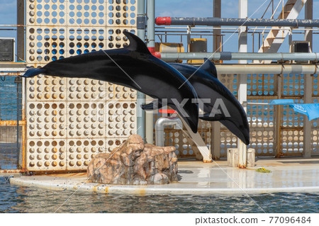 [Kinosaki Marine World] Dolphin Show 77096484