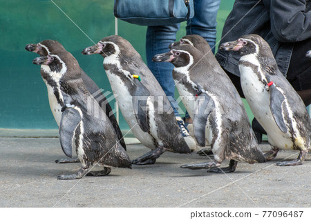 [Kinosaki Marine World] A flock of penguins 77096487