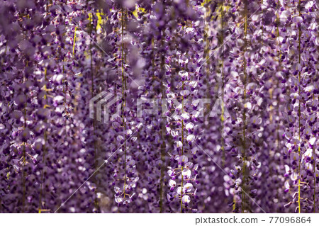 鼎盛時期的大藤紫花 77096864