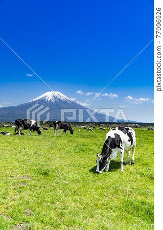 Herd of cows and magnificent Mt. Fuji at Asagiri Kogen Ranch in Fujinomiya City, Shizuoka Prefecture Herd of cows and magnificent Mt. Fuji at Asagiri Kogen Ranch in Fujinomiya City, Shizuoka Prefecture 77096926